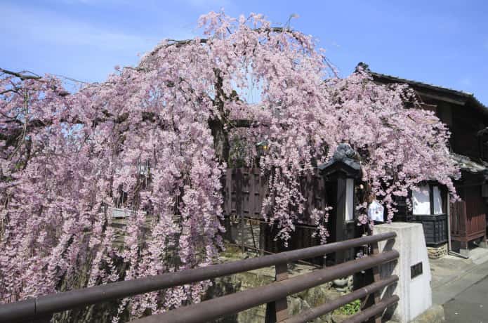 石橋屋　枝垂れ桜