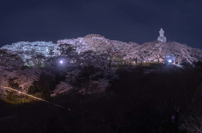 地上から見上げた船岡城址公園