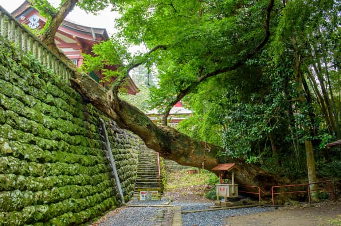 イボ取り神社