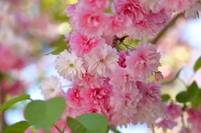鹽竈桜