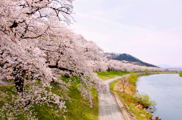 白石川　さくら歩道橋