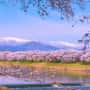 白石川堤一目千本桜