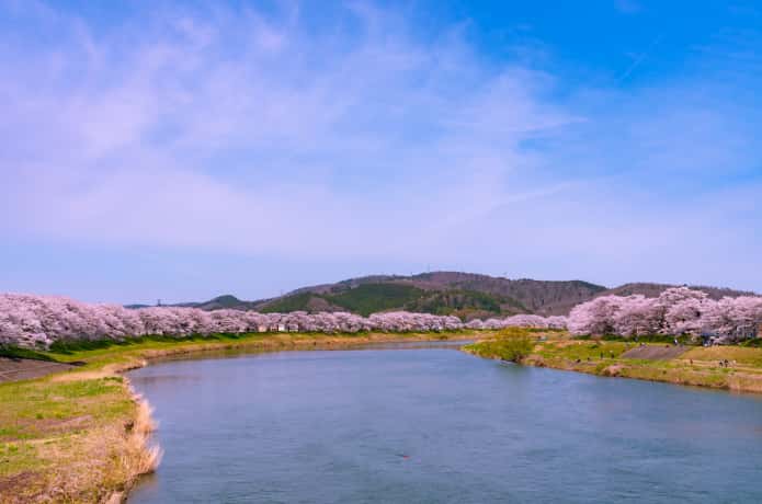 末広歩道橋からみる白石川堤千本桜