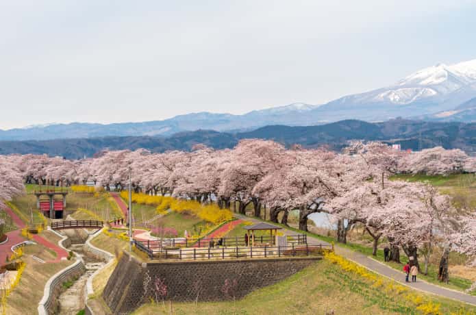 白石川千本桜公園
