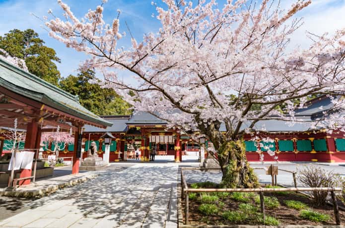 鹽竈桜