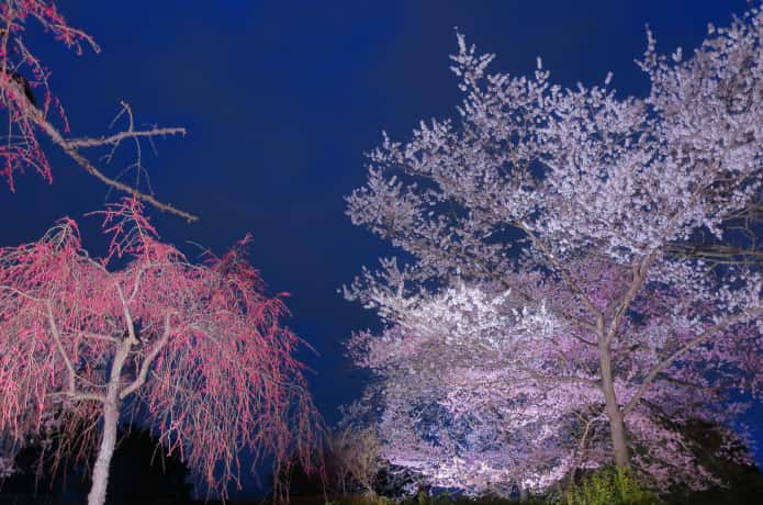 ライトアップされた桜