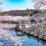 平筒沼の桜