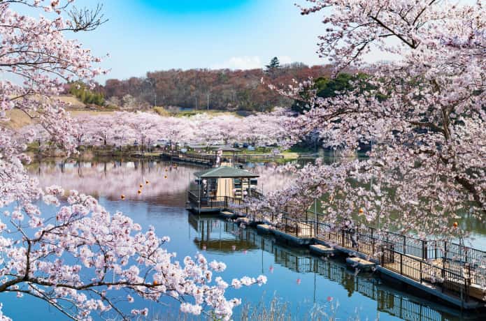 平筒沼の桜