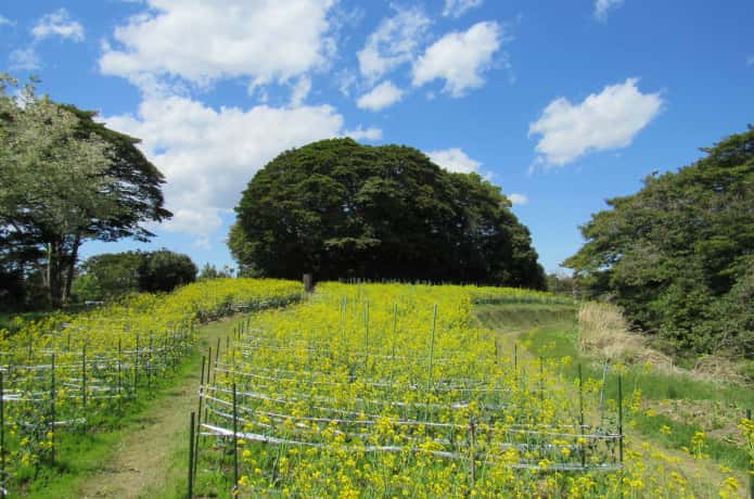朴島の菜の花畑
