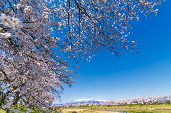 白石川堤一目千本桜と青空