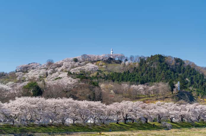 地上から見上げた船岡城址公園