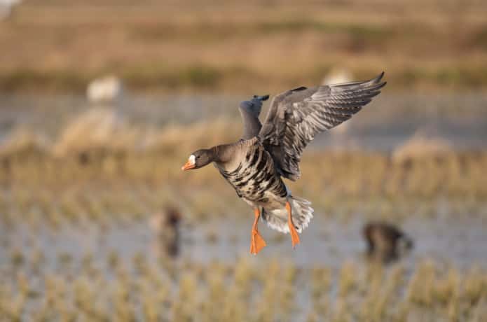 伊豆沼に降り立つマガン
