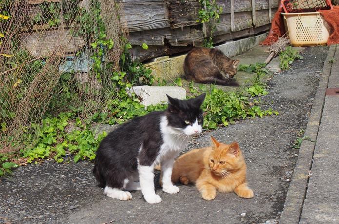 田代島　集落の路地にいた猫