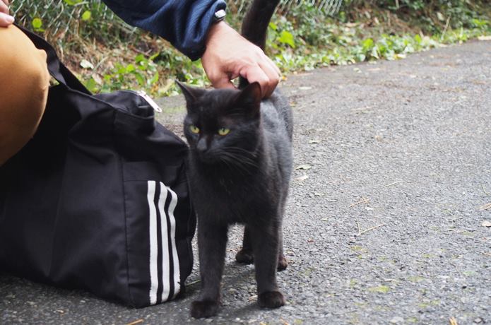 観光客にすり寄る田代島の猫