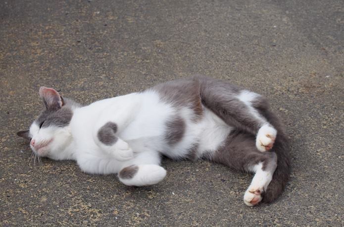 田代島　寝っ転がる猫