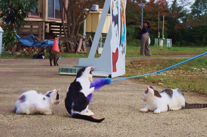 田代島　ねこじゃらしで遊ぶ猫