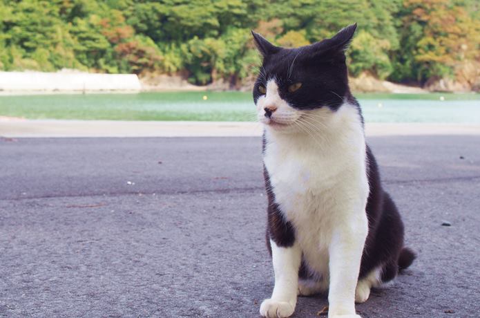 田代島　猫島