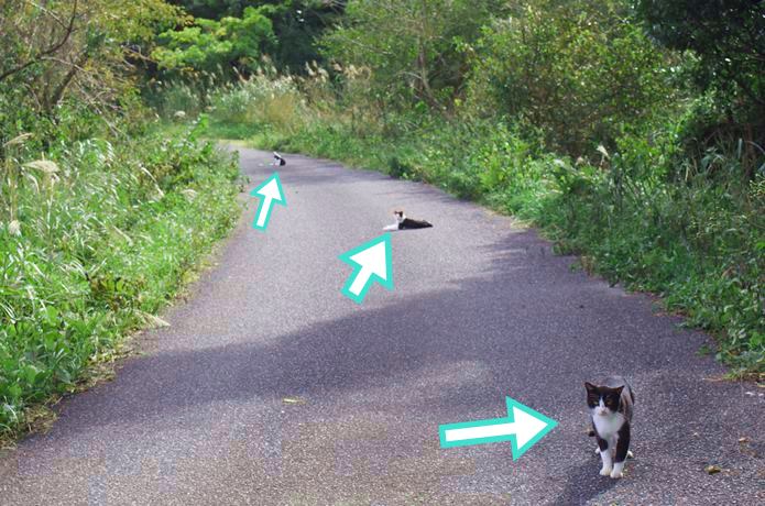 田代島　道路に座る猫