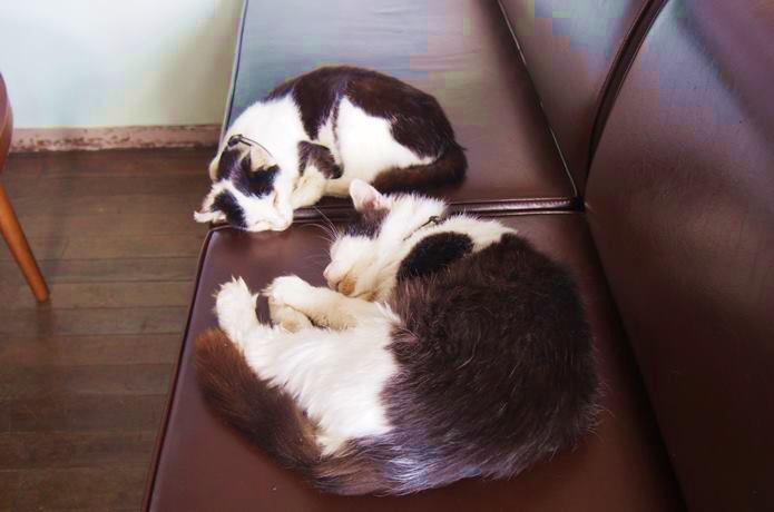クロネコ堂でお昼寝中の猫