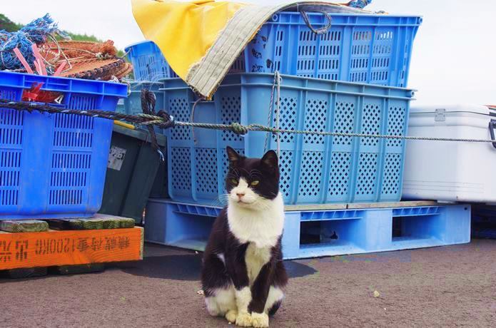 田代島　漁港　猫