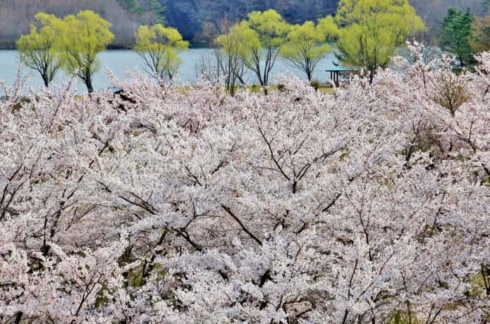 七ヶ宿ダム自然休養公園