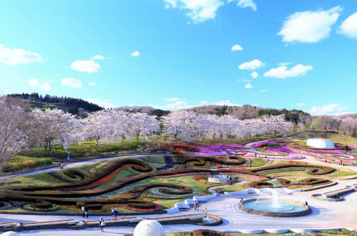 国営みちのく公園　桜