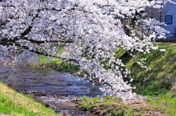 川渡温泉　桜並木