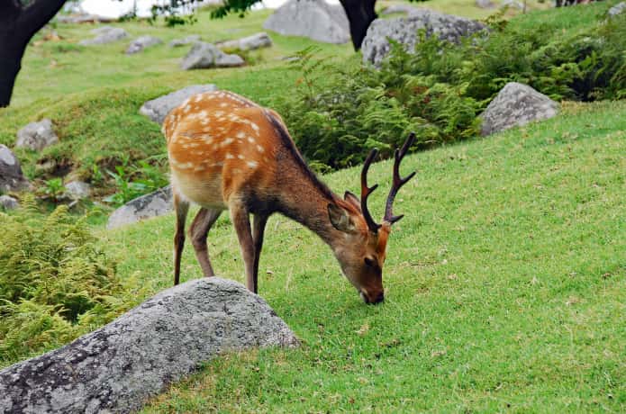 金華山に生息するニホンカモシカ