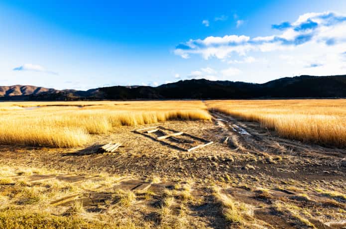 北上川　ヨシ狩り