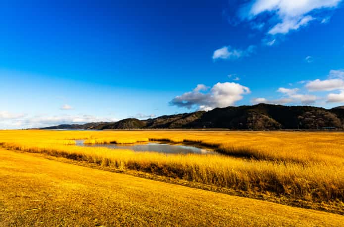 石巻　北上川ヨシ原