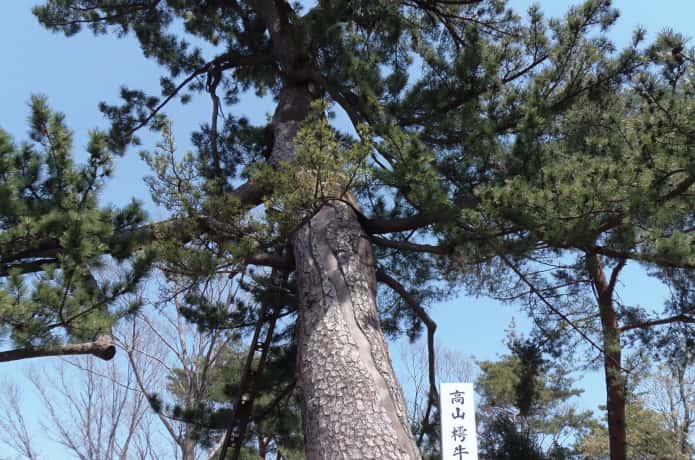 仙台　瞑想の松