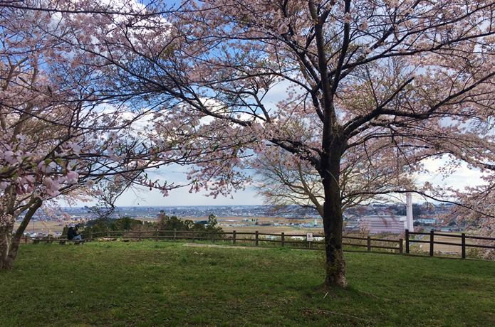 松森城と桜と街並みに