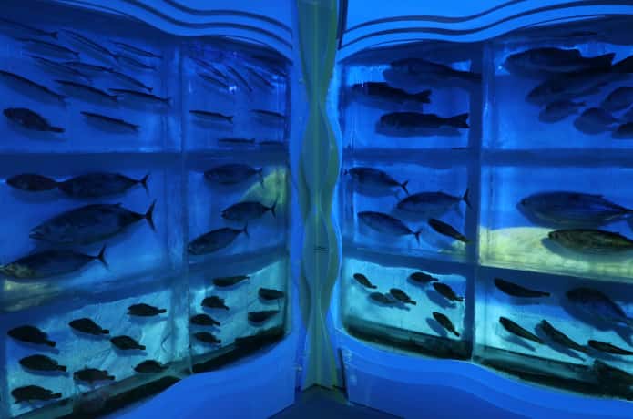 氷の水族館