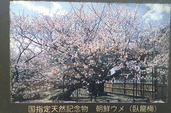 若林城　梅の木