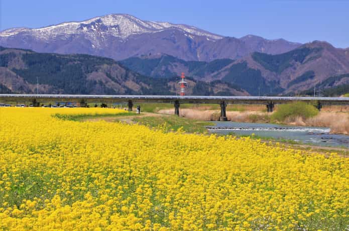川渡温泉　菜の花