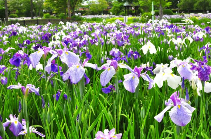 一迫山王史跡公園　アヤメ園