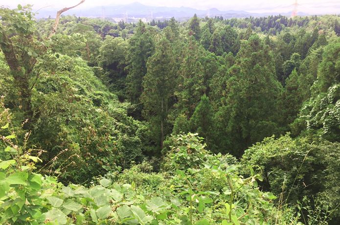 岩城城周囲の森