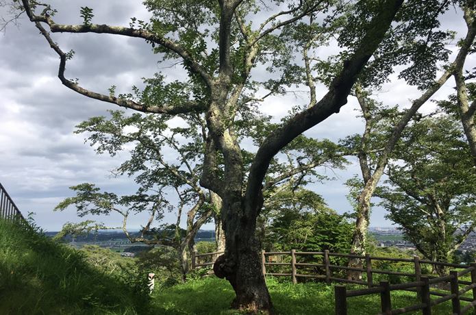 岩切城　桜の木