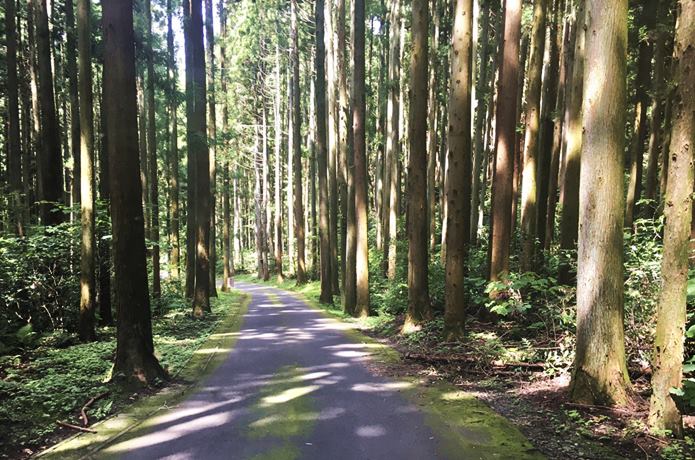 利府城跡 杉並木