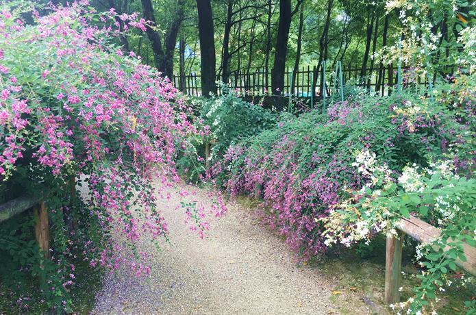 有備館　西苑　花