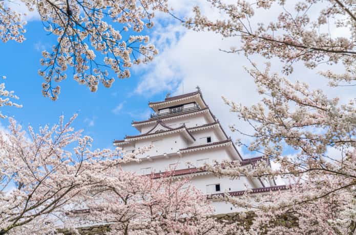 鶴ヶ城　桜