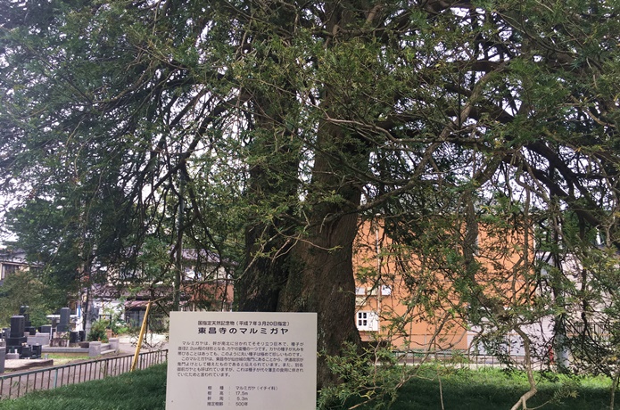 東昌寺　かやのき