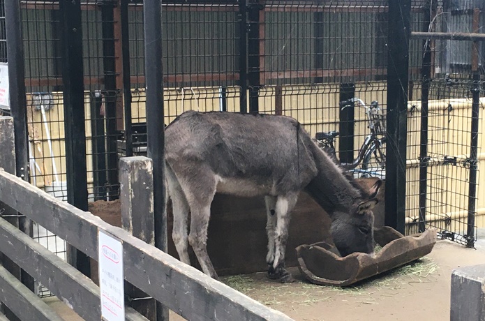 輪王寺ロバ