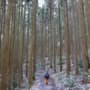 太白山　登山道
