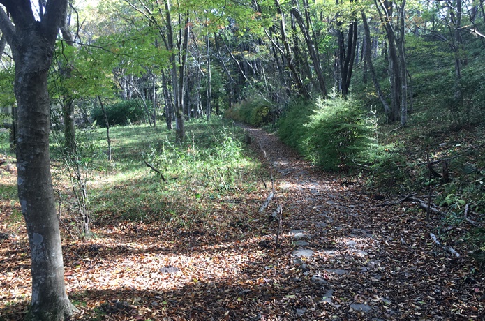 自然観察の森　林道