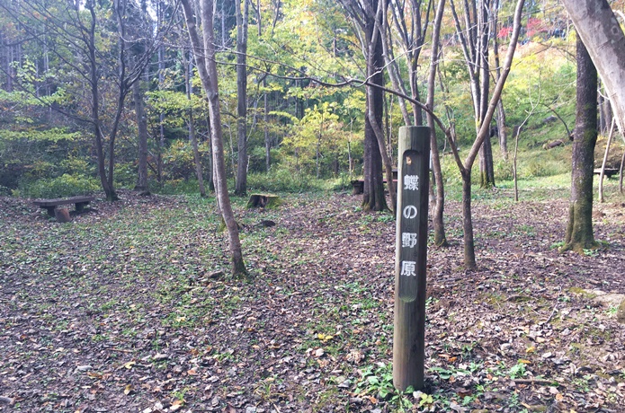 自然観察の森　広場