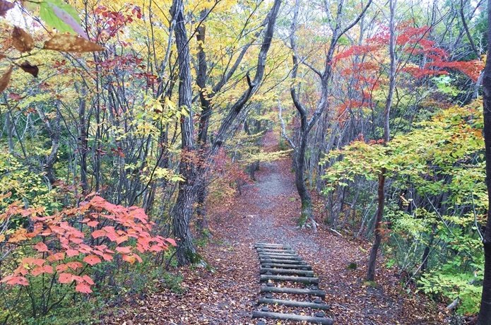 太白山　紅葉