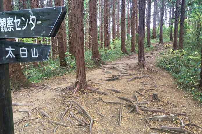 太白山　杉並木