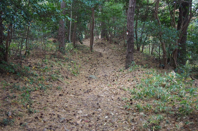 桂島　森の中