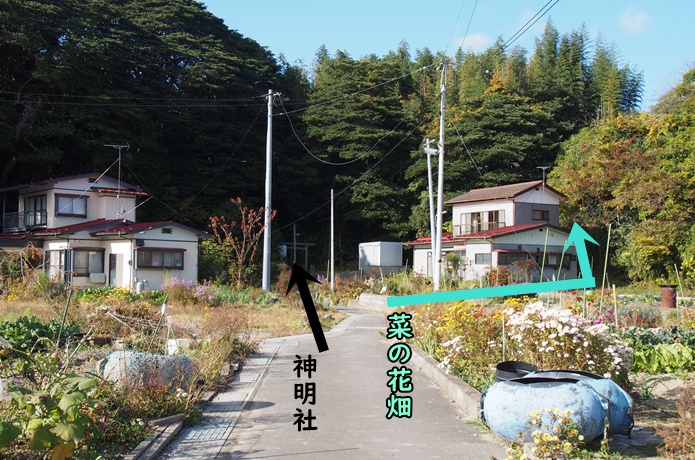 朴島　集落